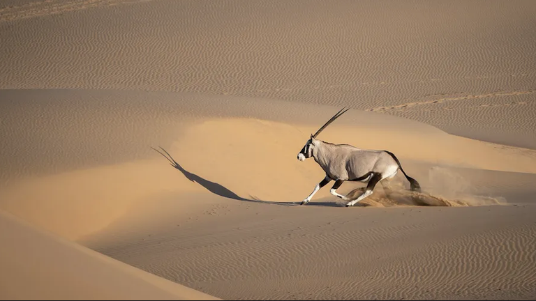 Sand Dunes & Oryx.png